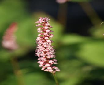 Knöterich (Persicaria amplexicaulis 'Rosea')