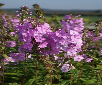 Flammenblume (Phlox maculata 'Alpha')