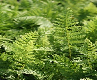 Nadelfarn (Polystichum setiferum)