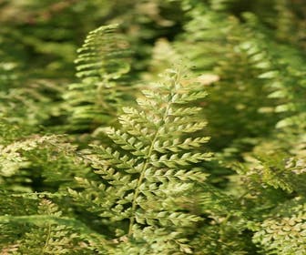 Nadelfarn (Polystichum setiferum 'Herrenhausen')