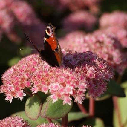 Sedum 'Matrona'