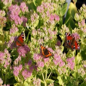 Fetthenne (Sedum spectabile 'Carmen')