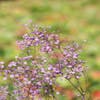 Rittersporn (Thalictrum delavayi 'Hewitt's Double')