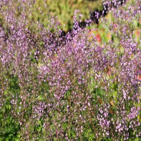 Rittersporn (Thalictrum delavayi 'Hewitt's Double')