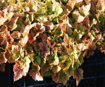 Schaumblüte (Tiarella 'Tiger Stripe')