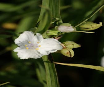 Eendagsblume (Tradescantia 'Innocence')