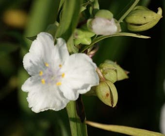Eendagsblume (Tradescantia 'Innocence')