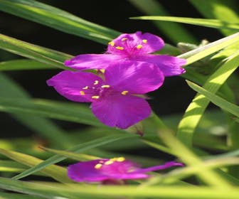 Einstagblume (Tradescantia 'Rubra')
