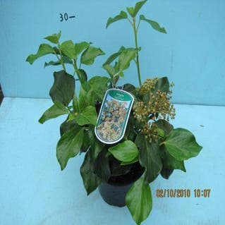 Efeu (Hedera colchica 'Arborescens')