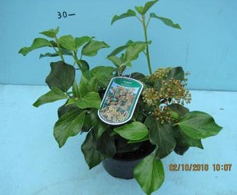 Efeu (Hedera colchica 'Arborescens')