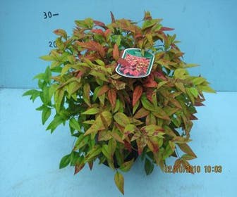 Himmlischer Bambus (Nandina domestica 'Fire Power')