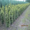 Gelbe Säulen-Eibe (Taxus baccata 'Fastigiata Aurea')