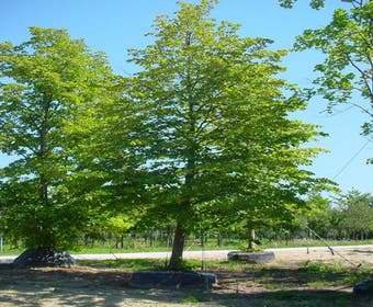 Feldahorn (Acer campestre)