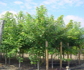 Ahorn (Acer freemanii 'Autumn Blaze')