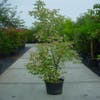 Federesche (Acer negundo 'Flamingo')