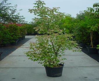 Federesche (Acer negundo 'Flamingo')