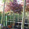 Japanischer Fächerahorn auf Stamm (Acer palmatum 'Fireglow')
