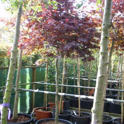 Japanischer Fächerahorn auf Stamm (Acer palmatum 'Fireglow')
