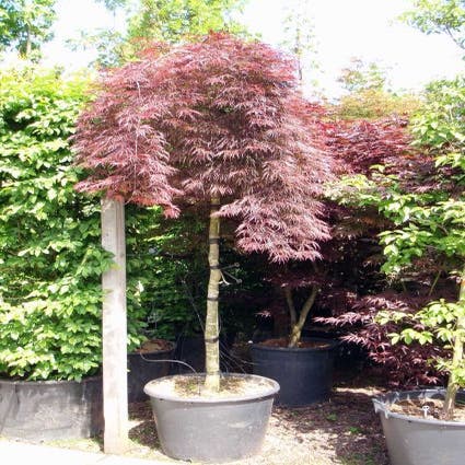 Japanischer Fächerahorn als Baum (Acer palmatum 'Inabe-shidare')