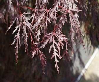 Japanischer Fächerahorn als Baum (Acer palmatum 'Inabe-shidare')