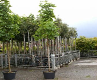 Norwegische Ahorn (Acer platanoides 'Emerald Queen')