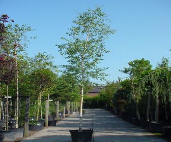 Chinesische Birke (Betula albosinensis)