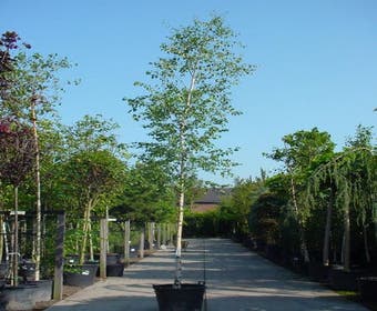 Chinesische Birke (Betula albosinensis)