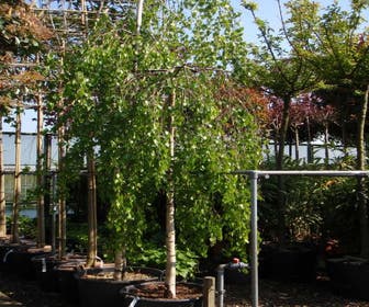 Hängebirke (Betula pendula 'Youngii')