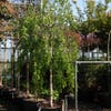 Hängebirke (Betula pendula 'Youngii')