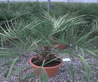 Geleipalm (Butia capitata)