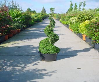 Buchsbaum als Spirale (Buxus sempervirens)