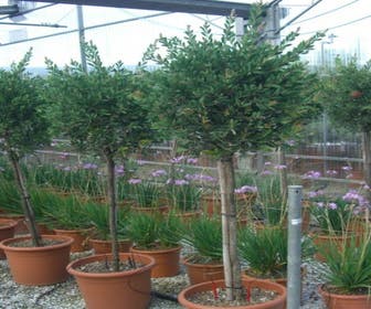 Lampenputzerpflanze auf Stamm (Callistemon laevis )