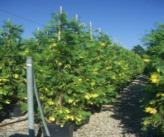 Buntblättrige Libocedrus (Calocedrus decurrens 'Aureovariegata')