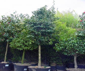 Camelia als Baum (Camellia japonica)