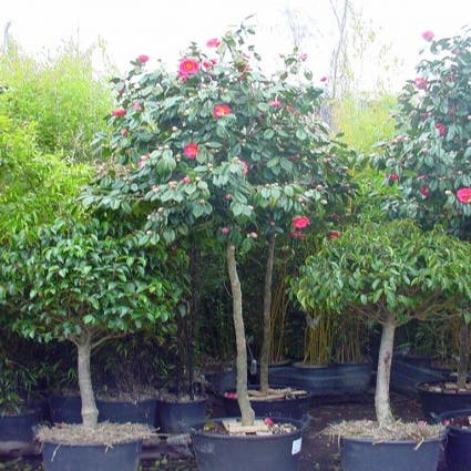 Camelia als boom (Camellia japonica) in bloei