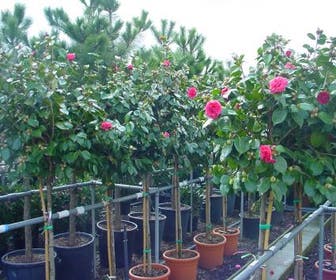 Camelia auf Stamm (Camellia japonica)