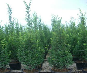 Säulen-Hainbuche (Carpinus betulus 'Frans Fontaine')