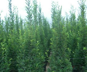 Säulen-Hainbuche (Carpinus betulus 'Frans Fontaine')
