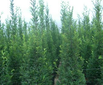 Säulen-Hainbuche (Carpinus betulus 'Frans Fontaine')