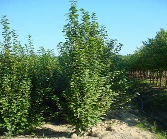 Säulenhaagbuche (Carpinus betulus 'A. Beeckman')