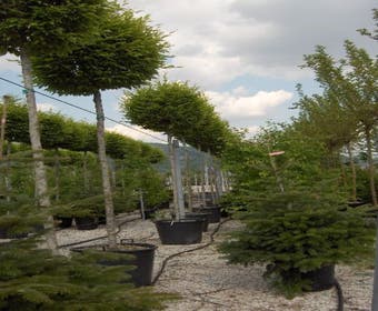 Hainbuche als Kugelbaum (Carpinus betulus)