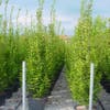 Hainbuche (Carpinus betulus 'Fastigiata')