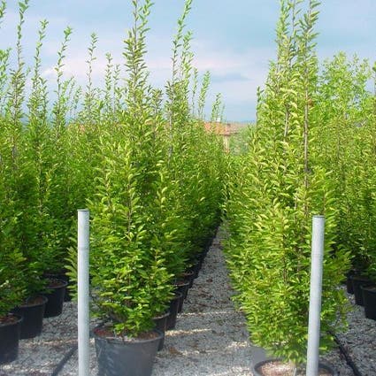 Hainbuche (Carpinus betulus 'Fastigiata')