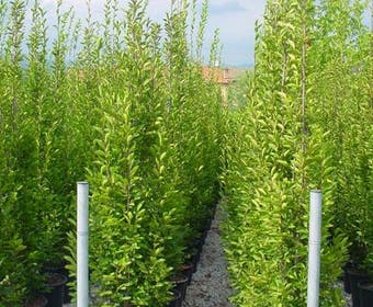 Hainbuche (Carpinus betulus 'Fastigiata')
