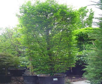 Hainbuche als Spalierform (Carpinus betulus)