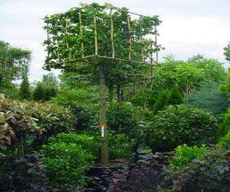 Hainbuche in Kubusform (Carpinus betulus)