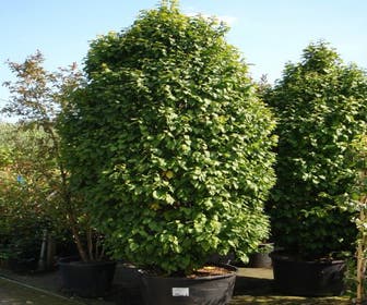 Hainbuche (Carpinus betulus 'Monumentalis')