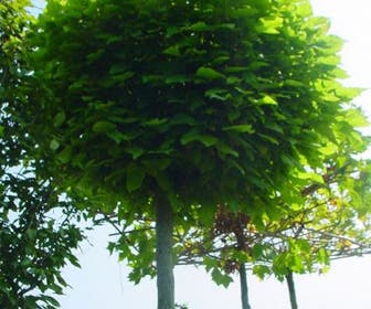 Kugelcatalpa (Catalpa bignonioides 'Nana')