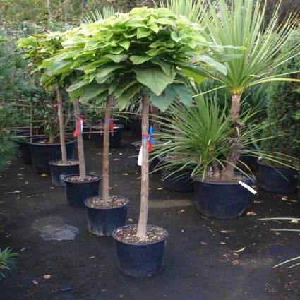 Gele trompetboom (Catalpa bignonioides 'Aurea')