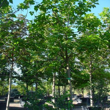 Trompetboom (Catalpa bignonioides)
